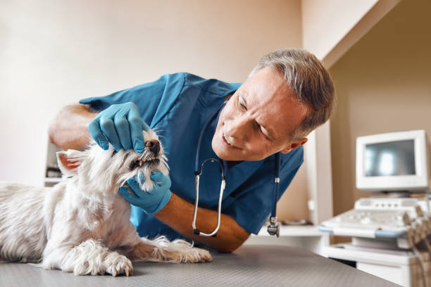 Best Mobile Emergency Dentist in Myers Corner, NY